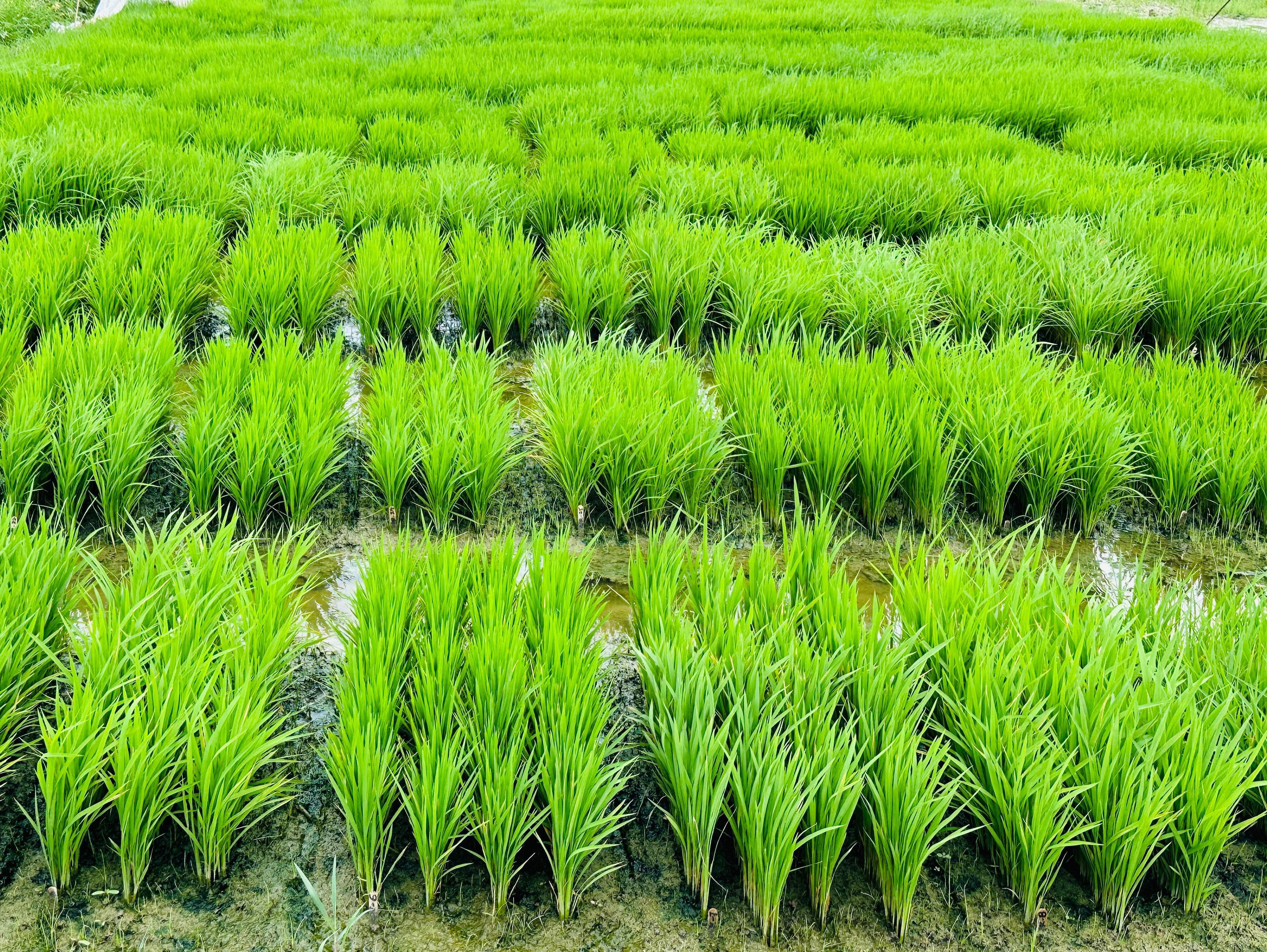 Rice seedling variety trials
