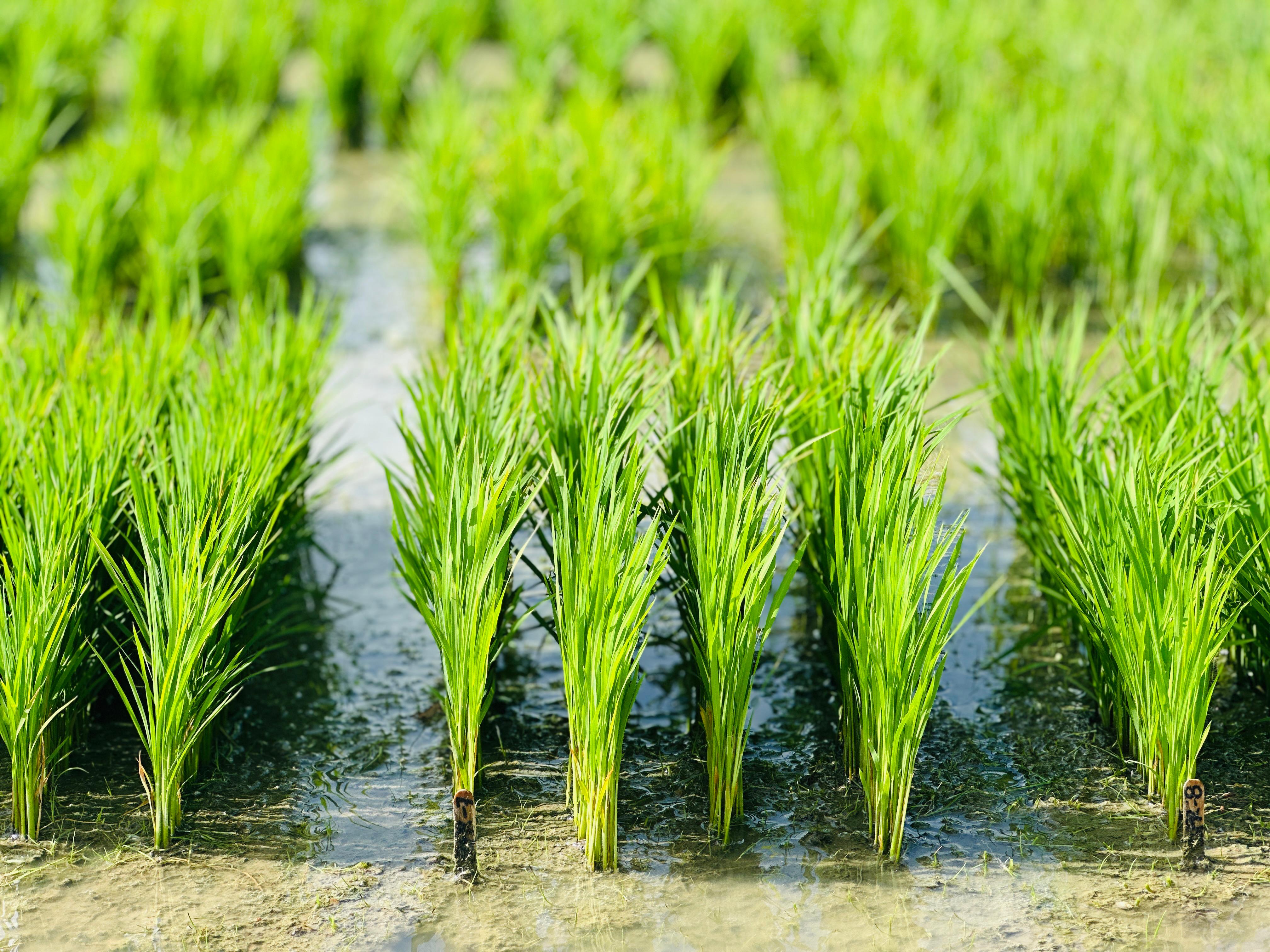 Paddy seedlings