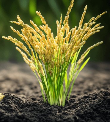 Rice plant growing